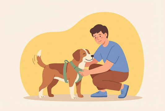 Hondentuig of halsband: wat is beter bij trekken, veiligheid en training?