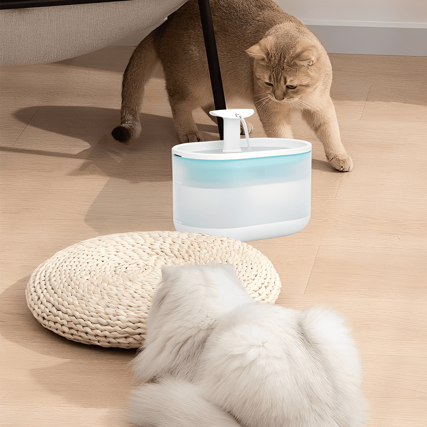 aquaflow - bescherm je kat tegen gevaarlijke bacteriën! - mivero