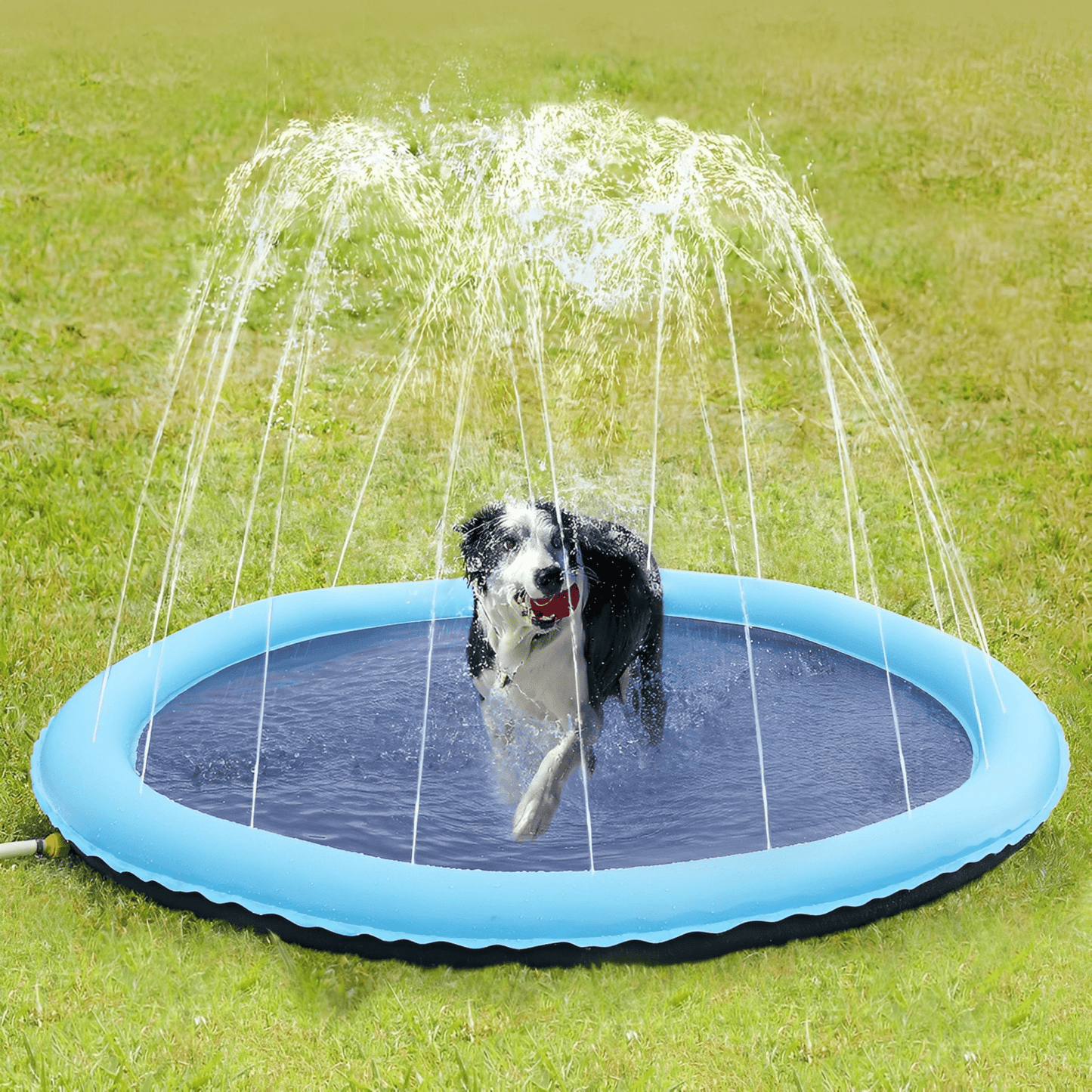 aquapaws - verfrissend speelplezier voor elke hond! - mivero