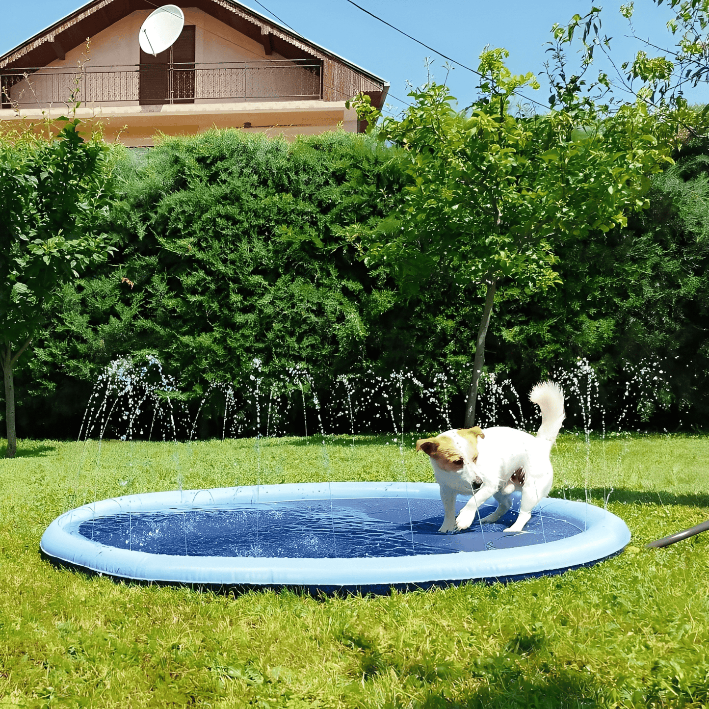 aquapaws - verfrissend speelplezier voor elke hond! - mivero
