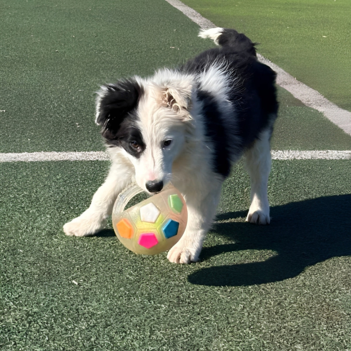 ChewMate - Honden Speelbal Anti Stress met Pieper - Mivero