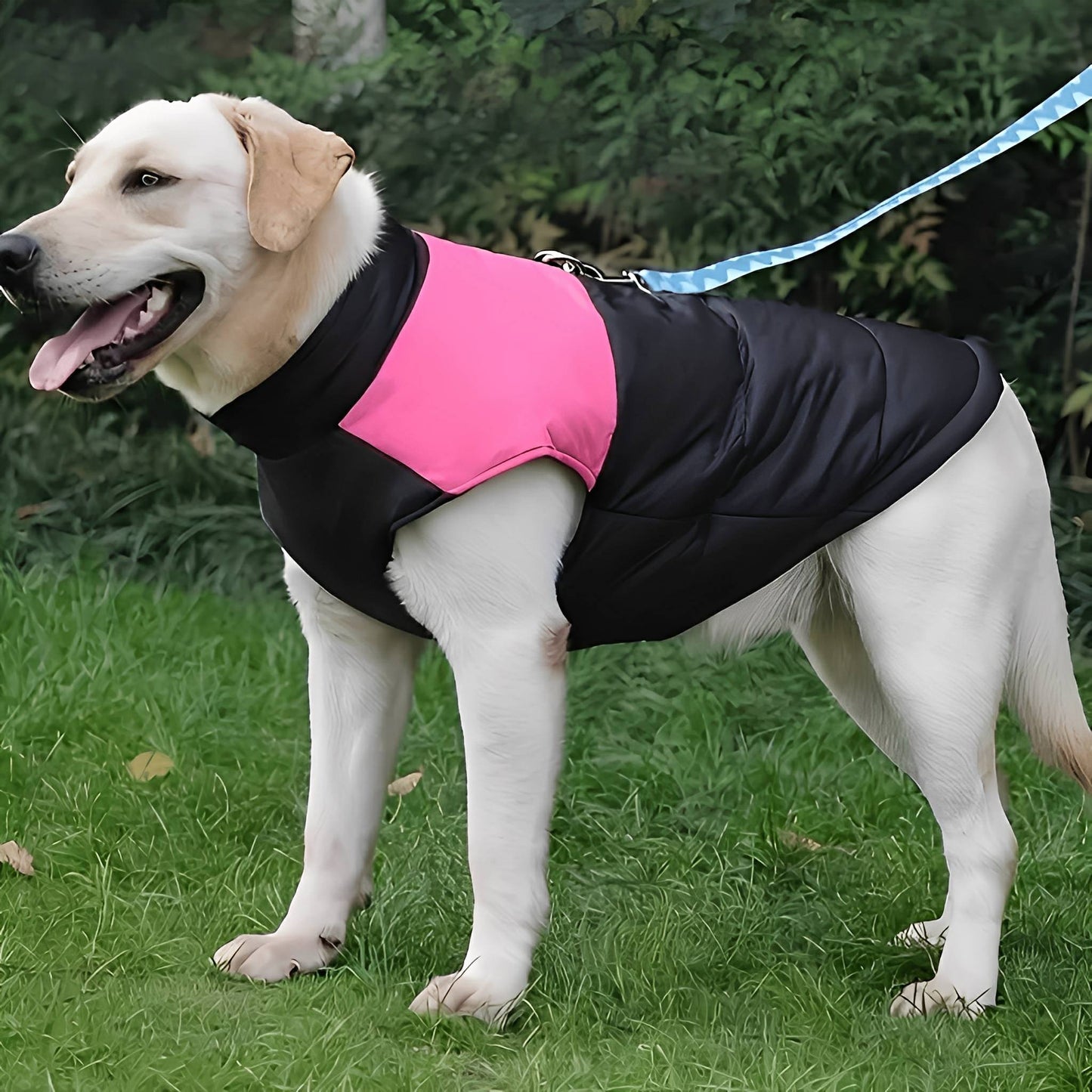 comfura - chaqueta para perros impermeable con cremallera y arnés