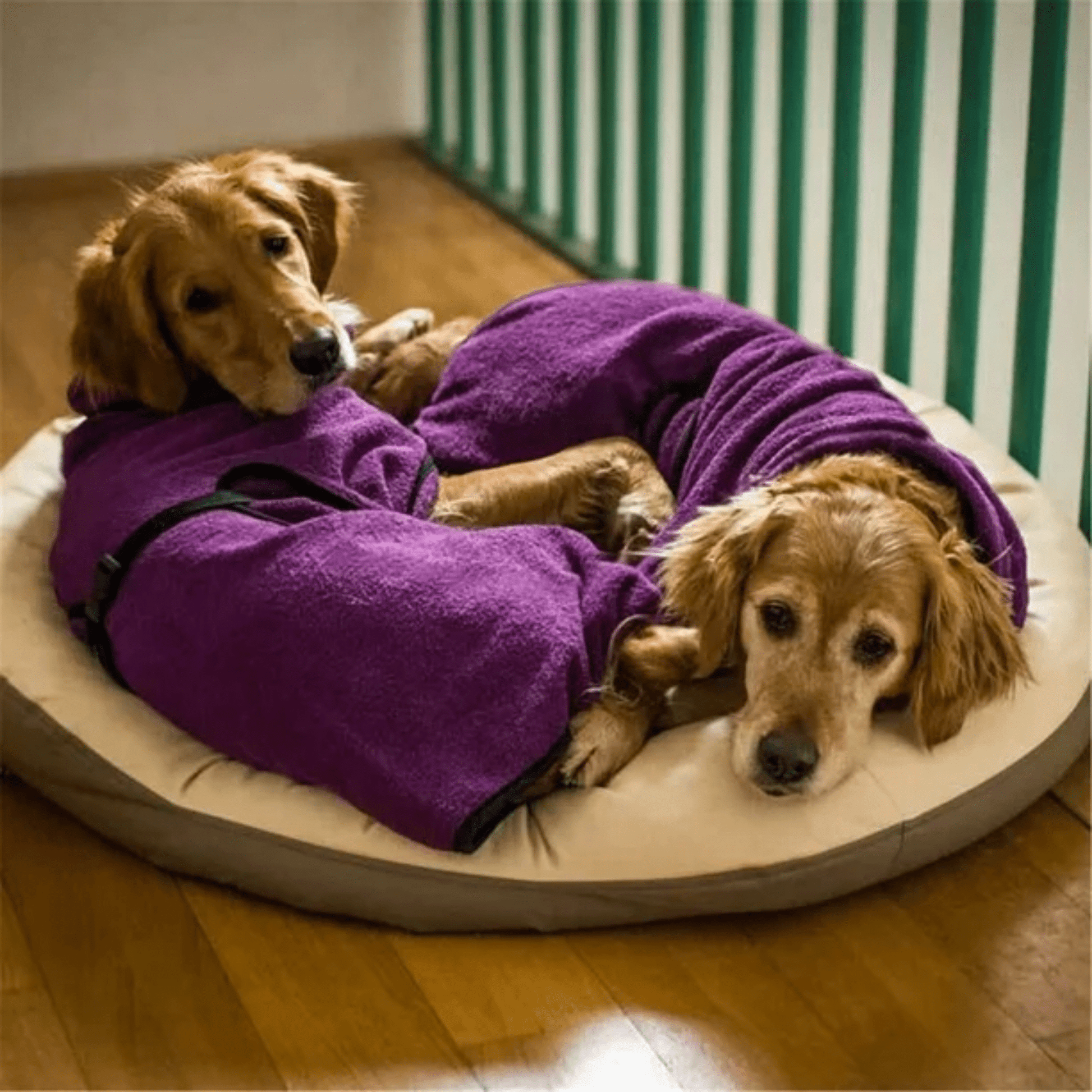 CuddleCoat - Absorberende Katoen - Frotté Hondenbadjas - Mivero