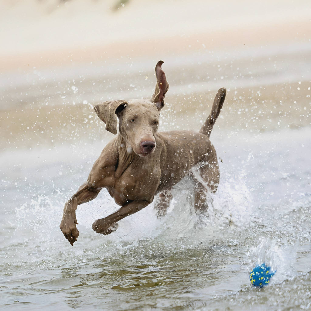 Durabounce - Hondenbal Sterke Kauwers Stuitert Hoog - Mivero