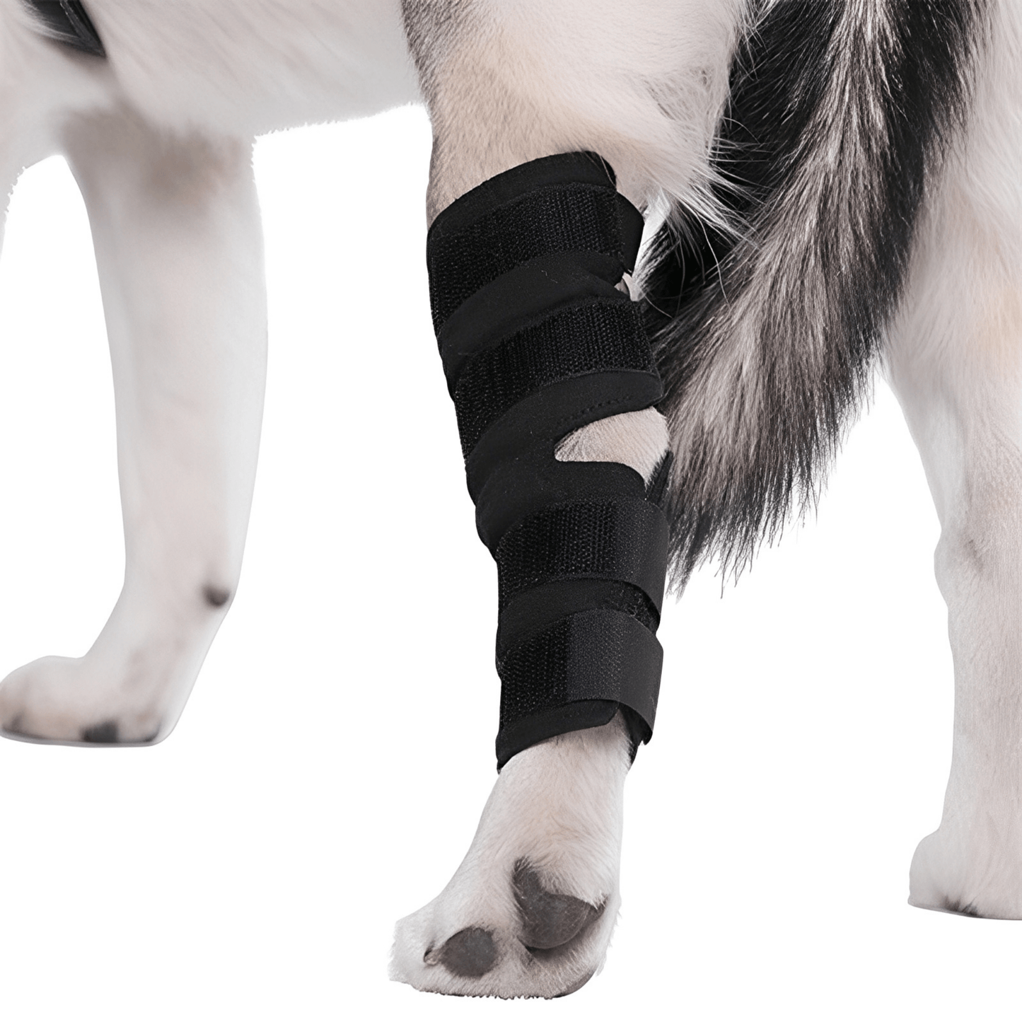 pawbrace - orthopedische honden pootbrace - mivero