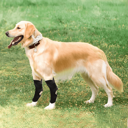 PawBrace - Orthopedische Honden Pootbrace - Mivero