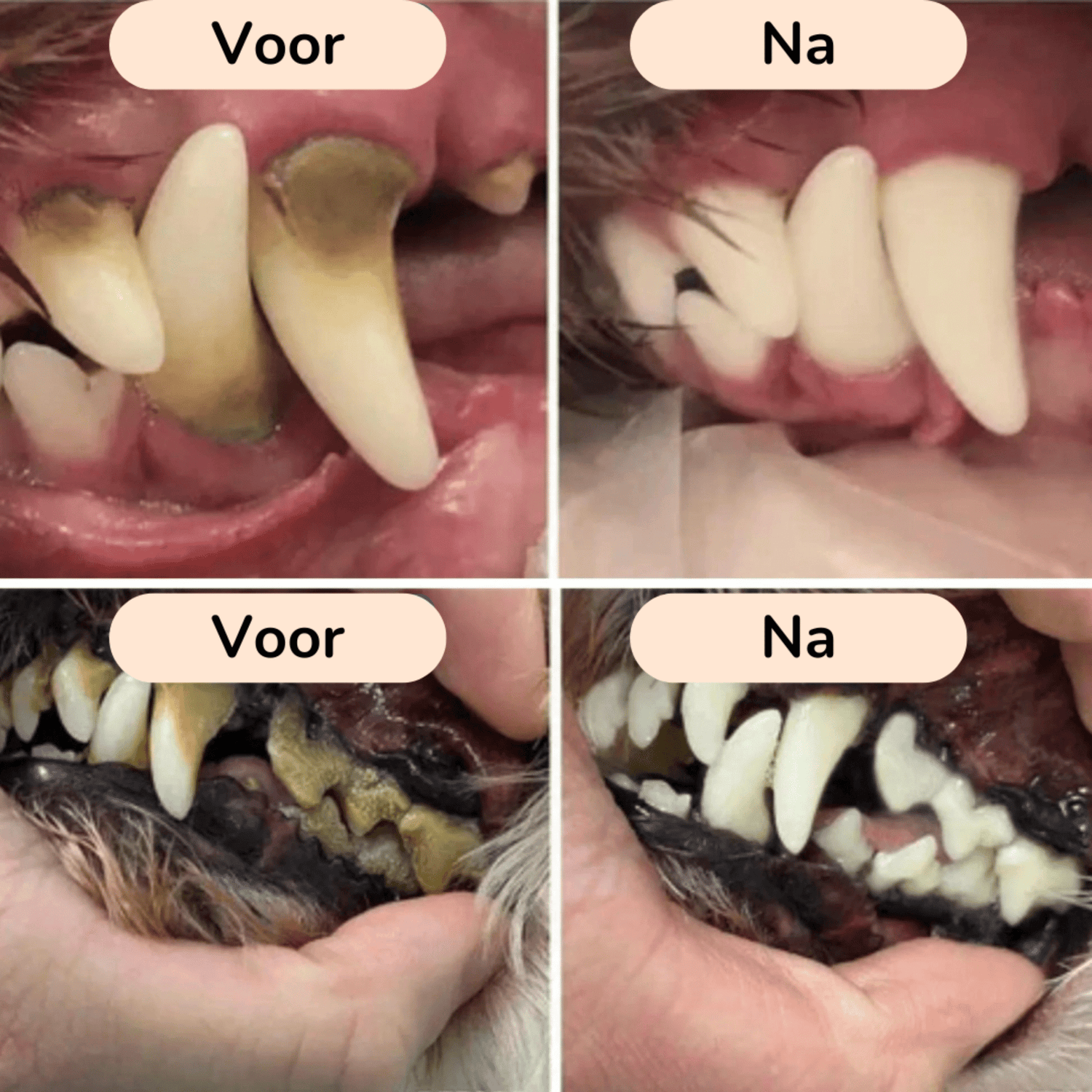 PawBrush - De Ultieme Tandverzorgingsset - Mivero