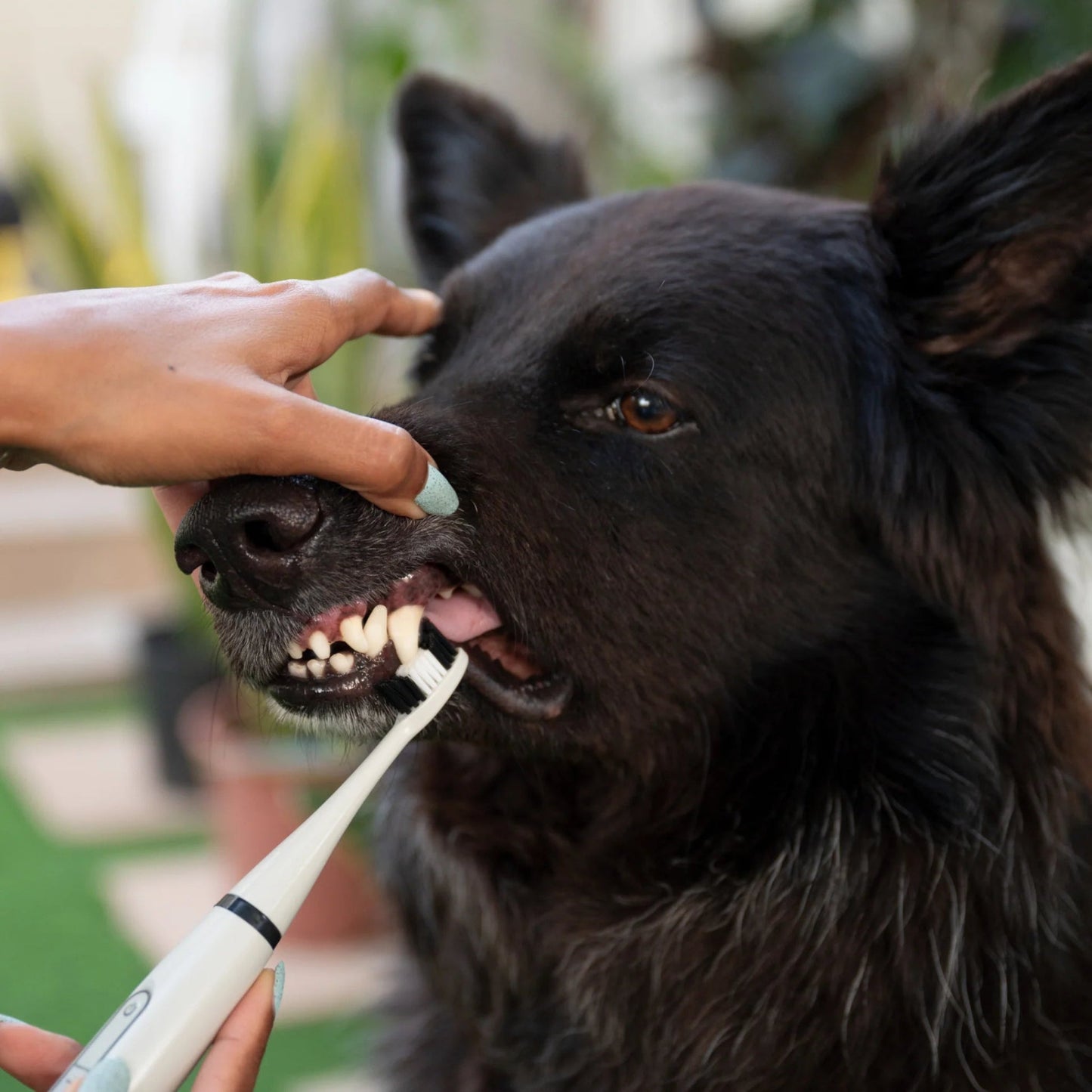 pawbrush - de ultieme tandverzorgingsset - mivero