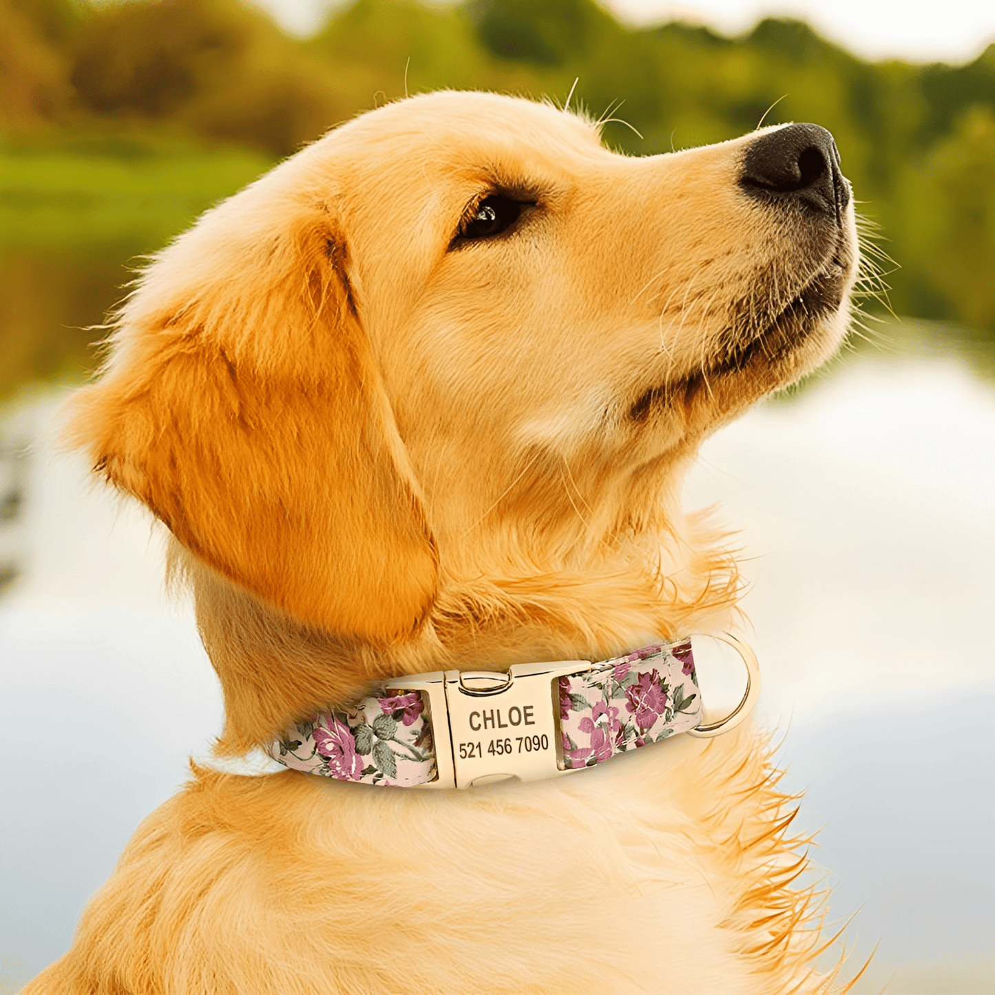 pawdentify - gegraveerde nylon hondenhalsband - mivero