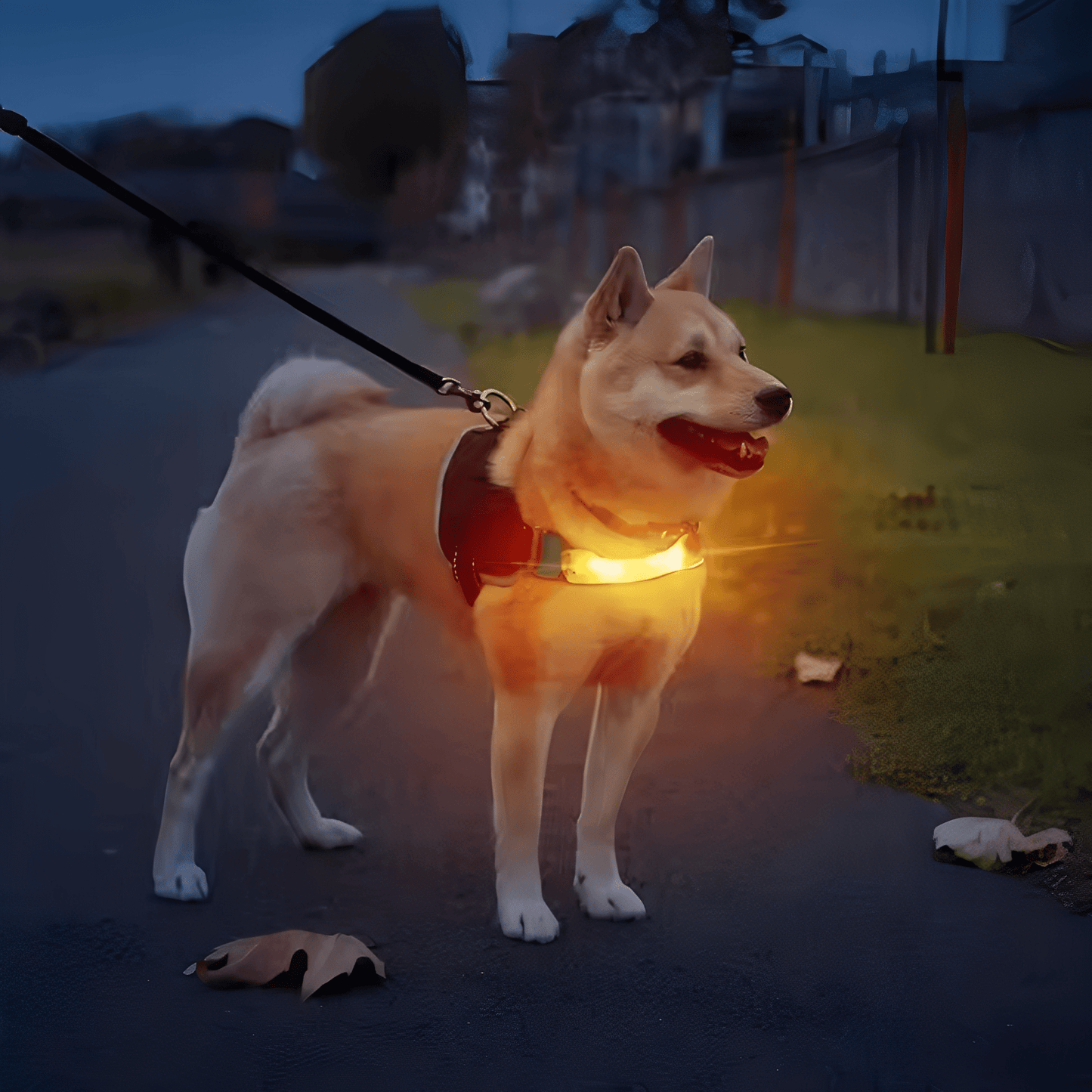 pawglow - led veiligheids hondenlamp - mivero