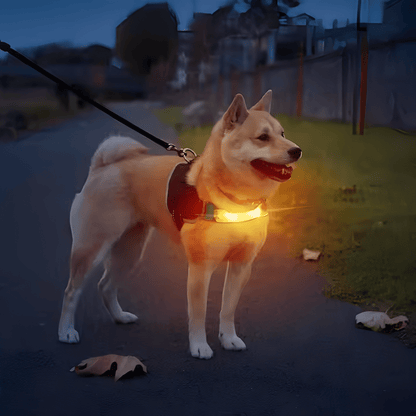 PawGlow - LED Veiligheids Hondenlamp - Mivero