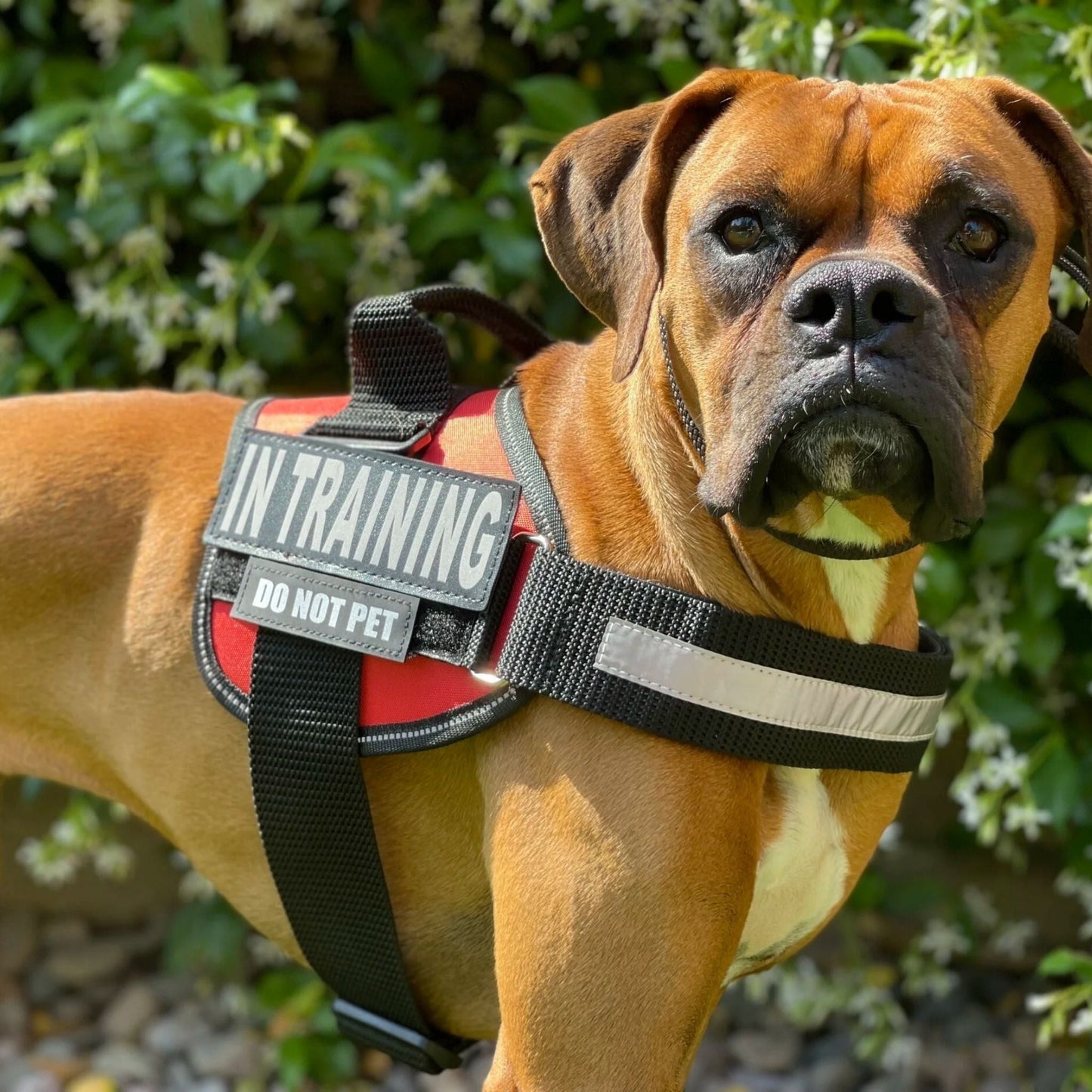 pawguard - gepersonaliseerd hondentuigje - mivero