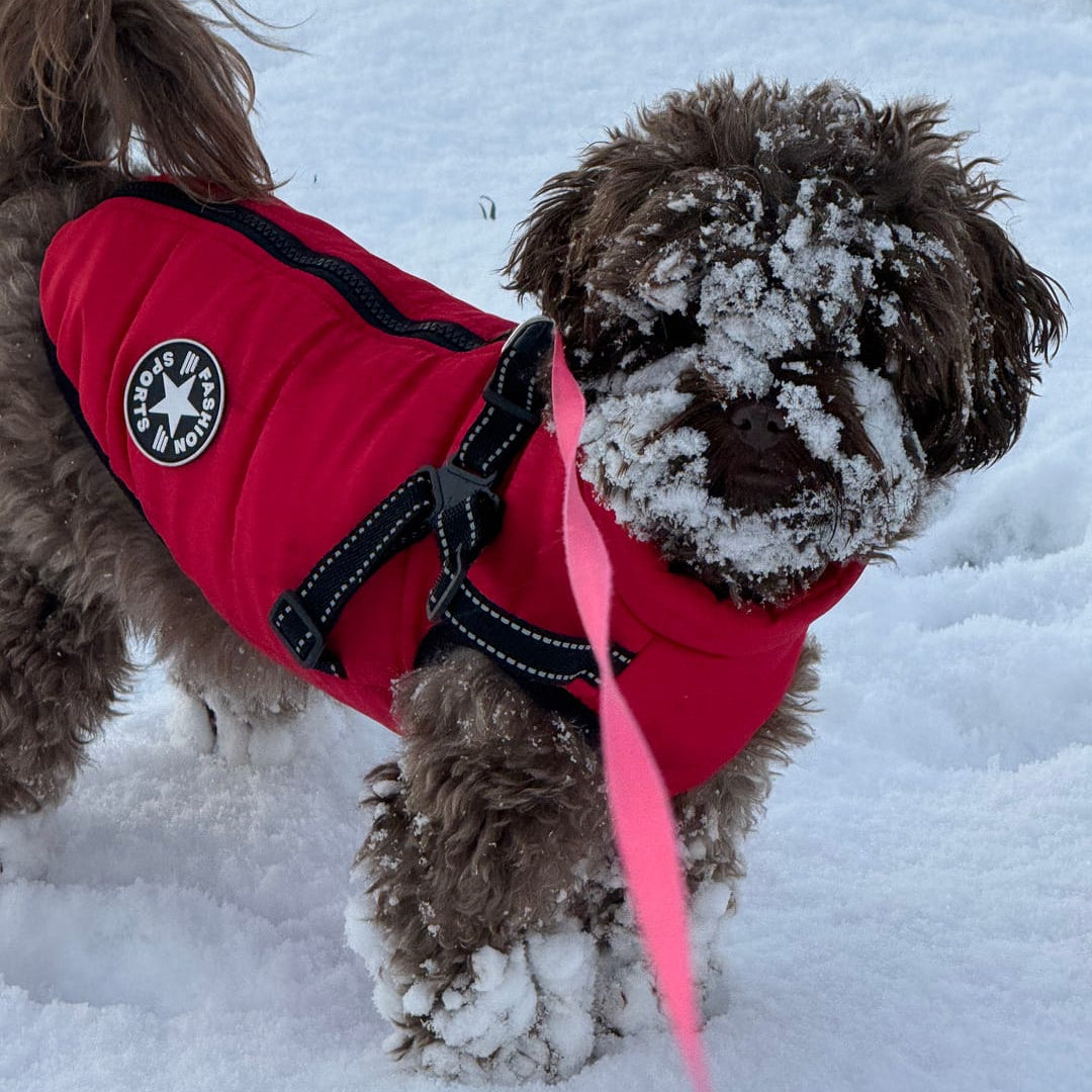 PawShield - Hondenjas Winter met Ingebouwd Tuig - Mivero