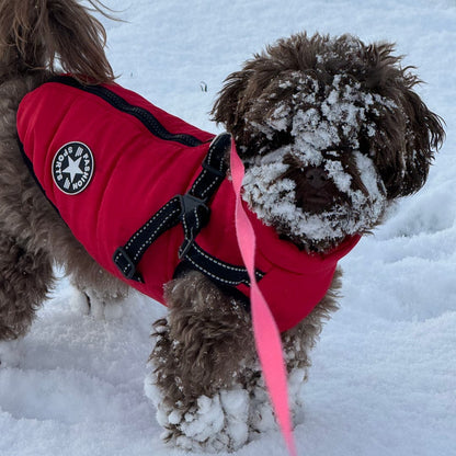 PawShield - Hondenjas Winter met Ingebouwd Tuig - Mivero