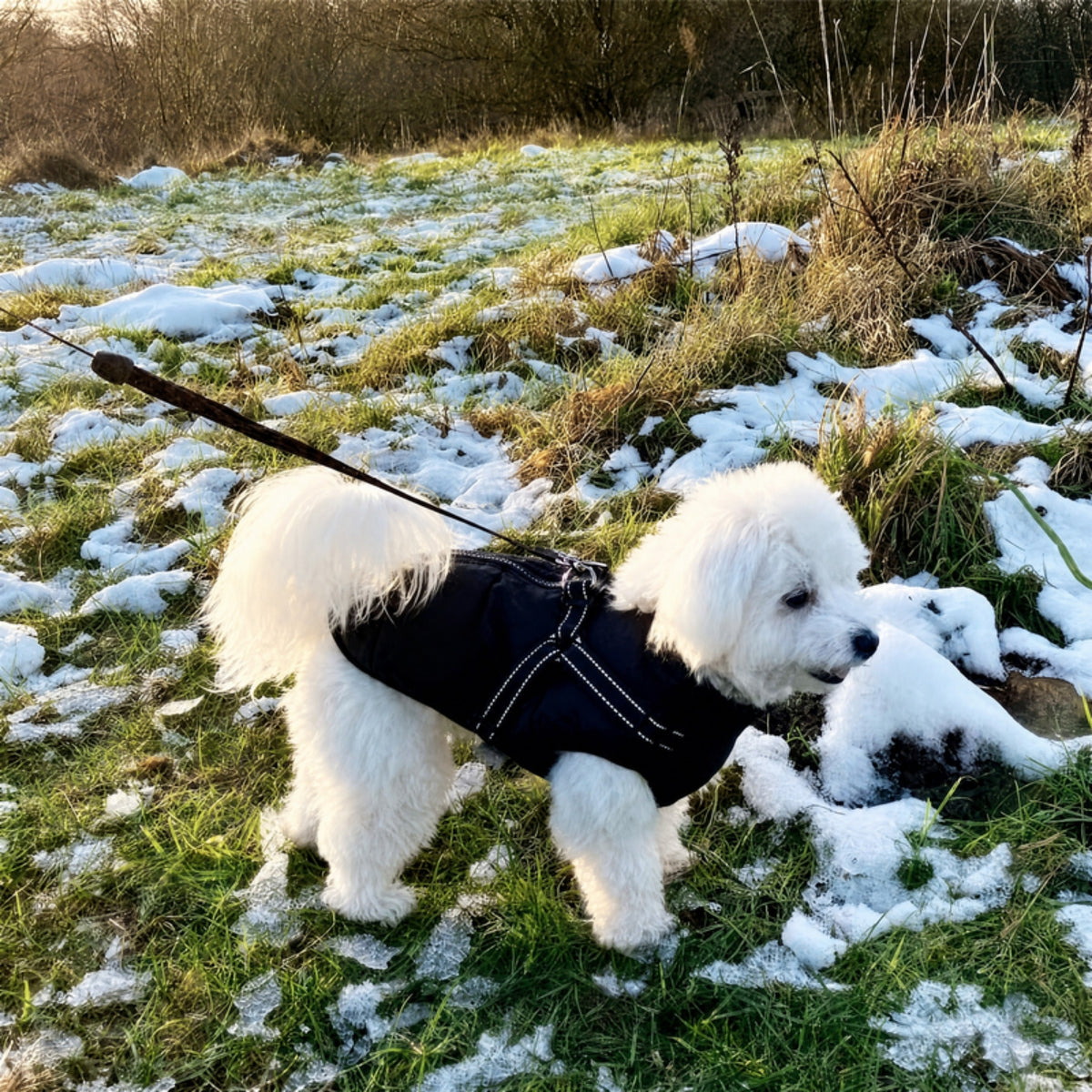PawShield - Hondenjas Winter met Ingebouwd Tuig - Mivero
