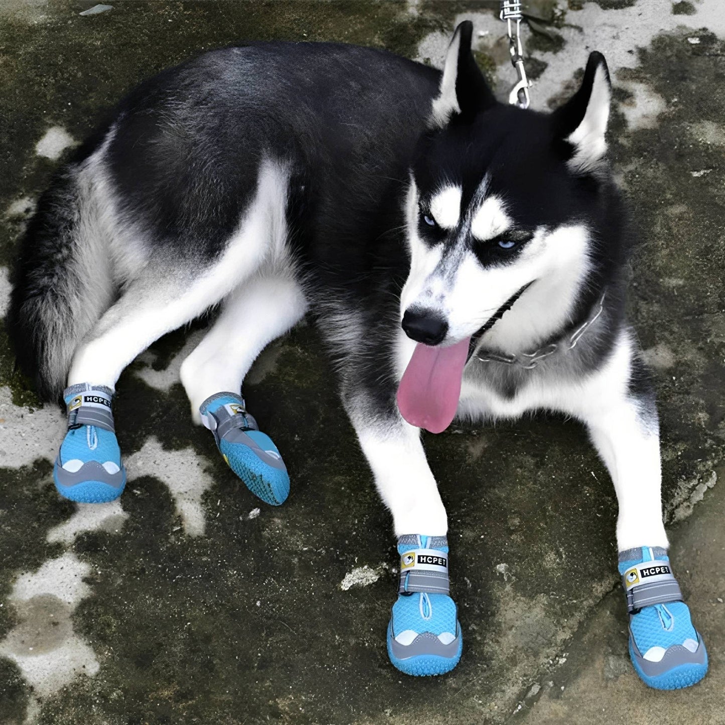 trailpaws - beschermende antislip hondenschoenen - mivero